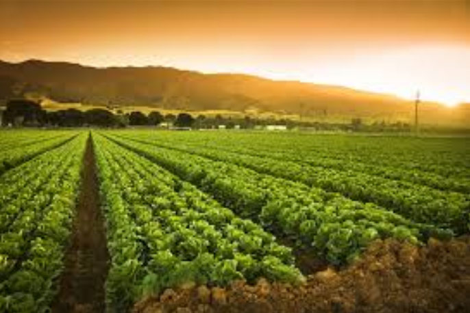 Agriculture